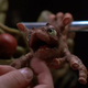 Image for article titled 12 Aliens That Were Supposed to Be Cute But Are Actually Terrifying